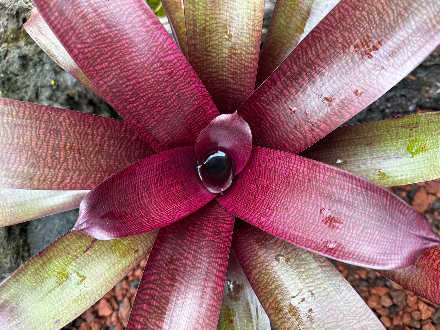 Vriesea ‘Dark Ninja’