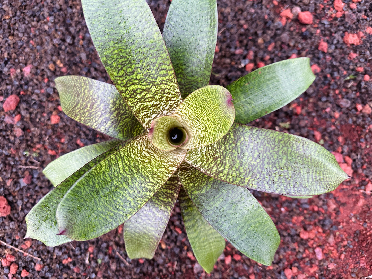 Vriesea ‘Puna Passion’ F2