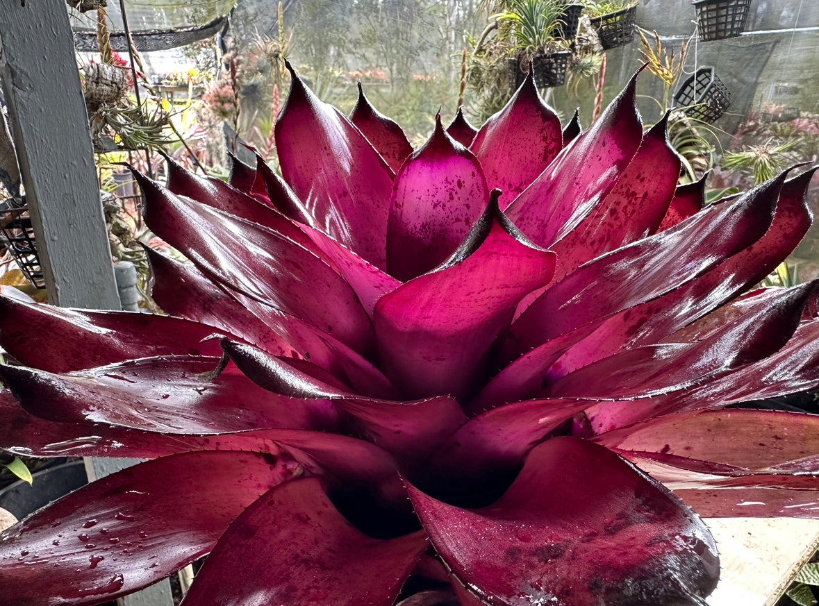 Neoregelia ‘Pahoa Days’