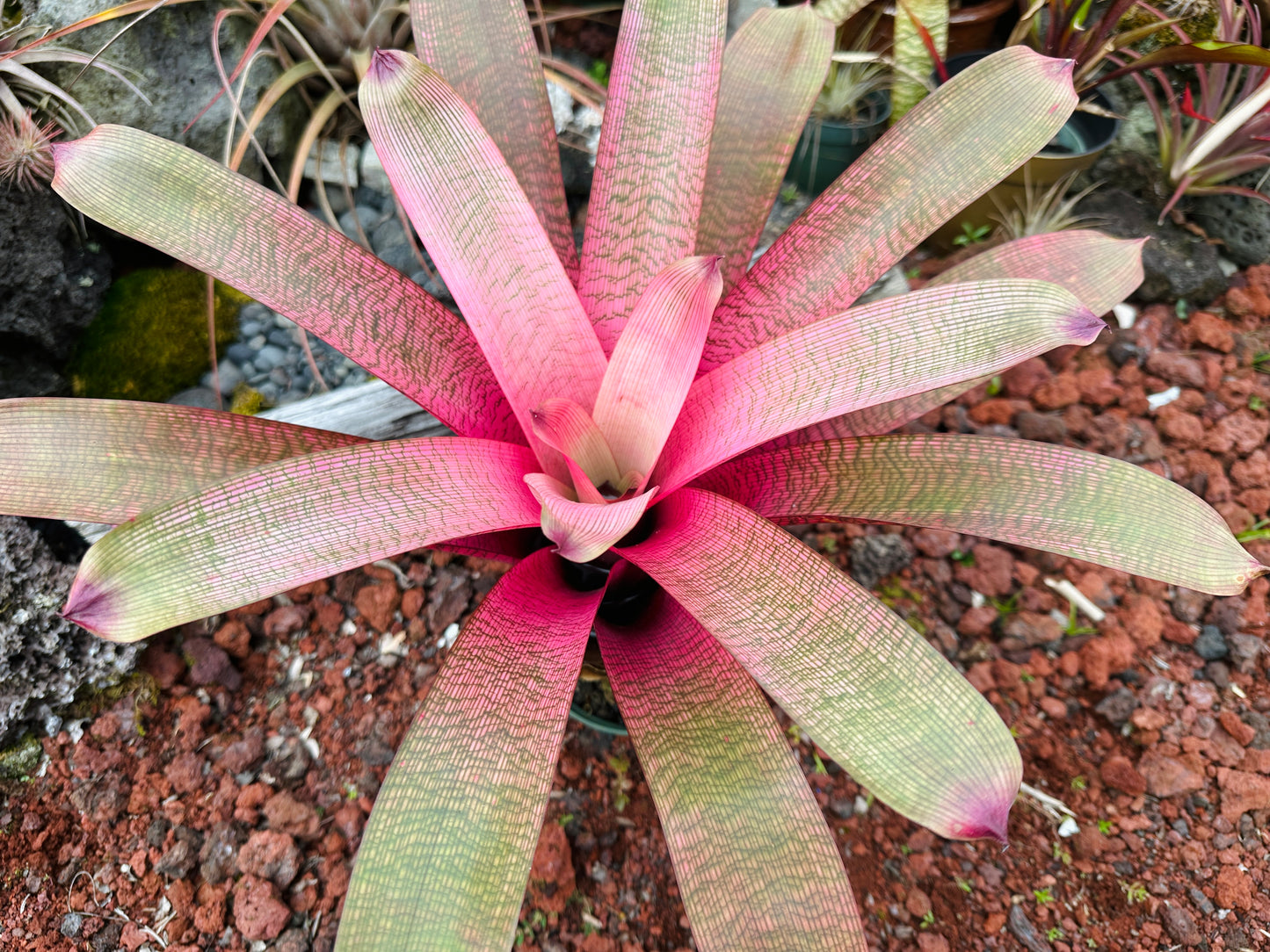 Vriesea ‘Hawaiian Goddess’