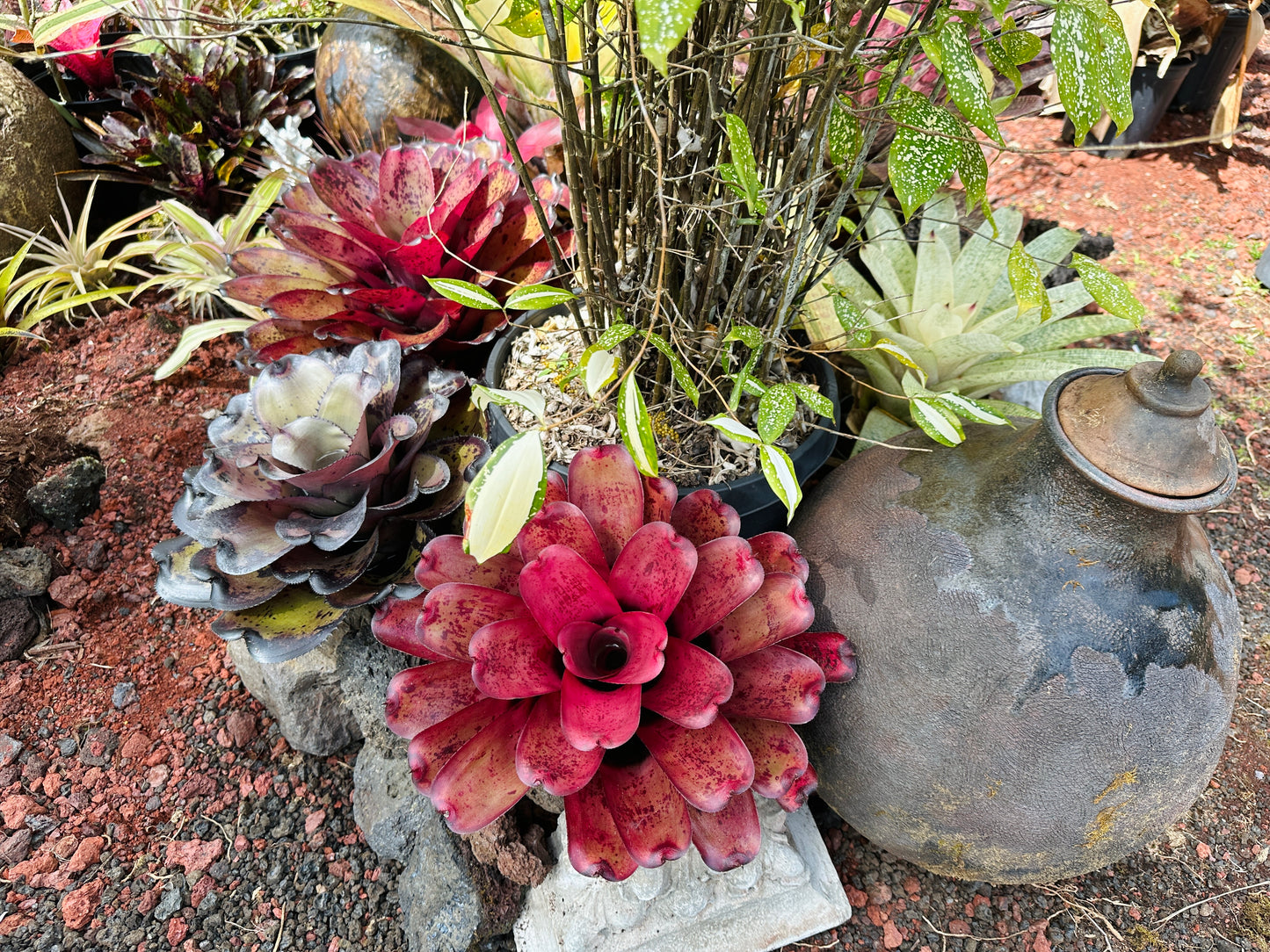 Neoregelia ‘Lana’i’