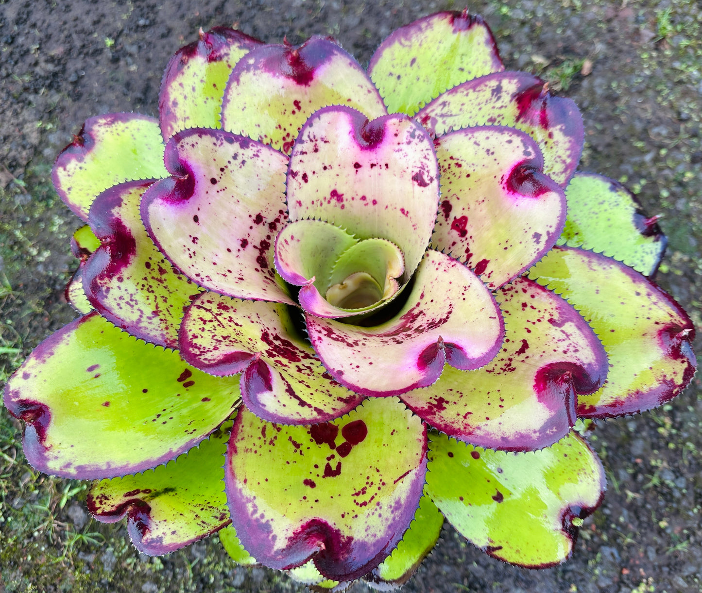 Neoregelia ‘Yokozuna’