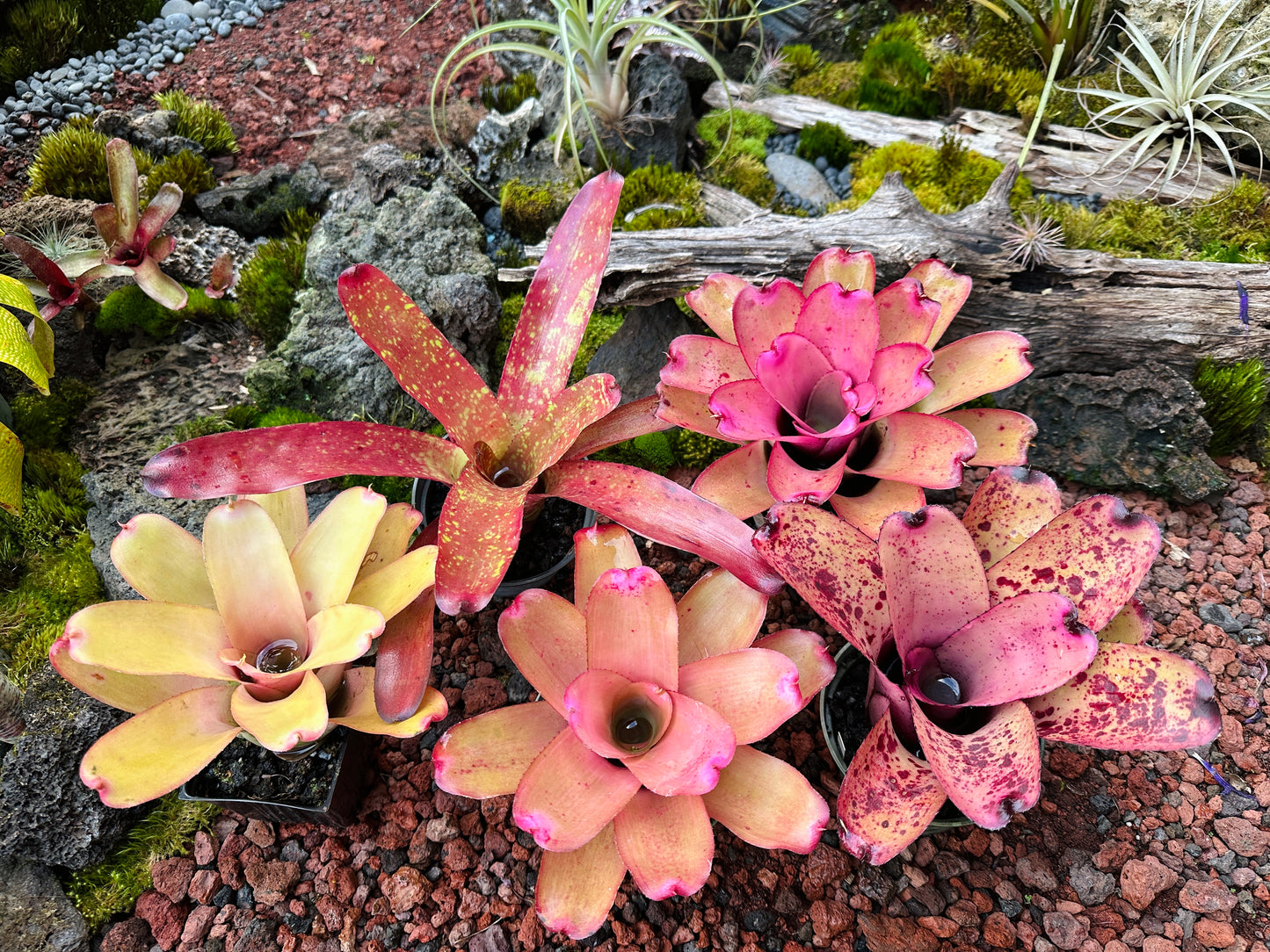 Assorted Neoregelia