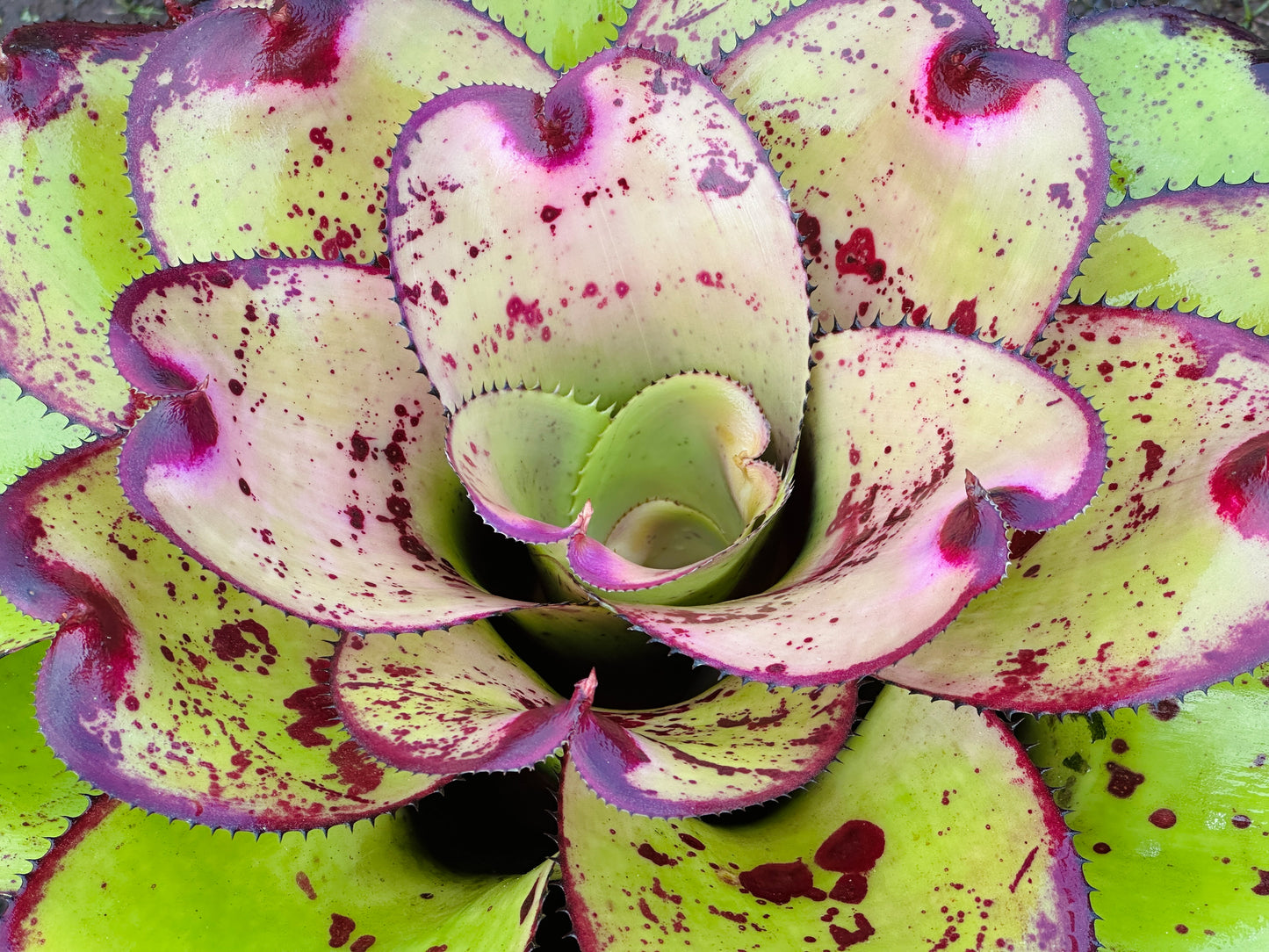 Neoregelia ‘Yokozuna’