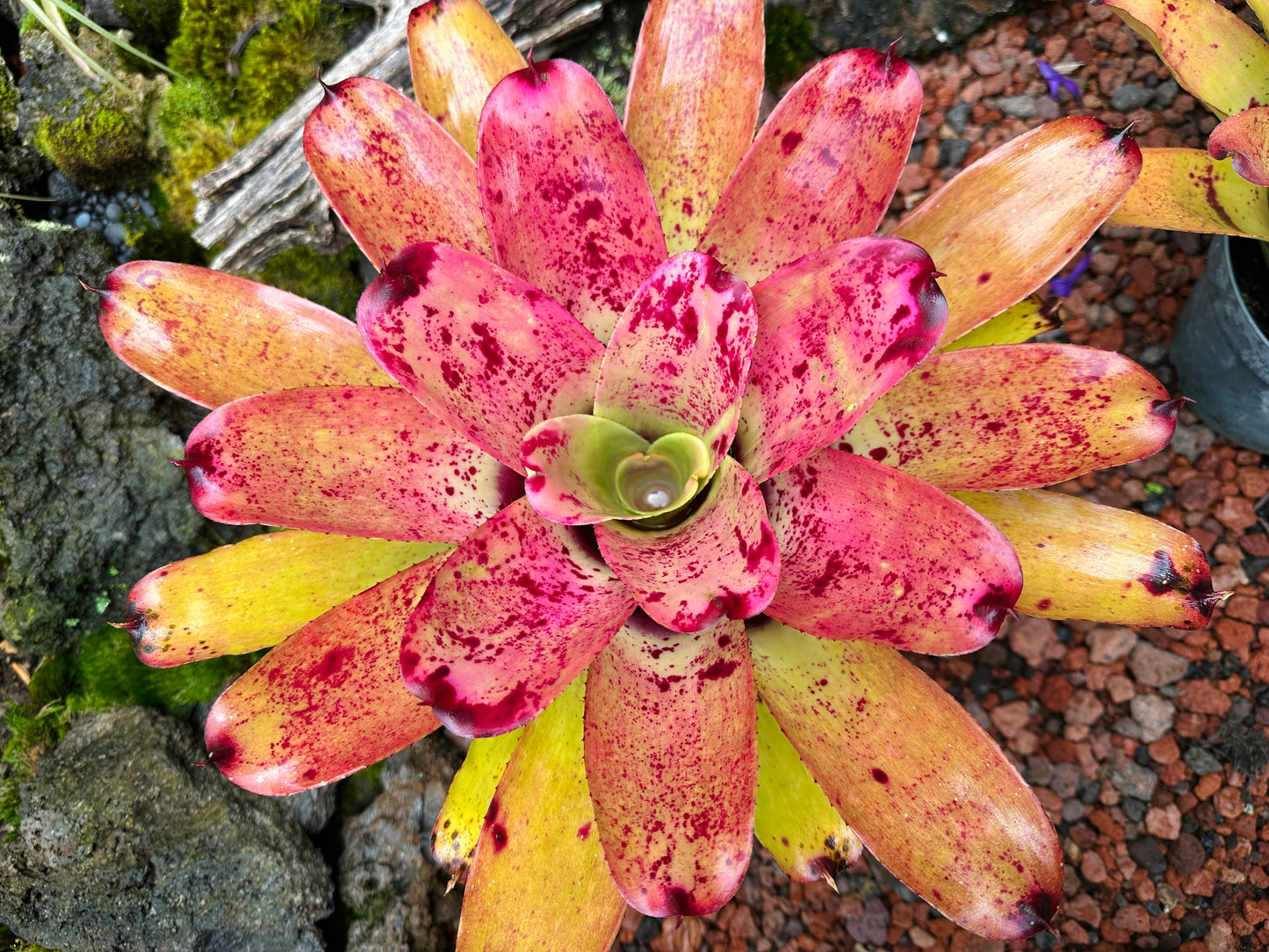 Neoregelia ‘Sao Paulo’ x ‘Arla Rutledge’