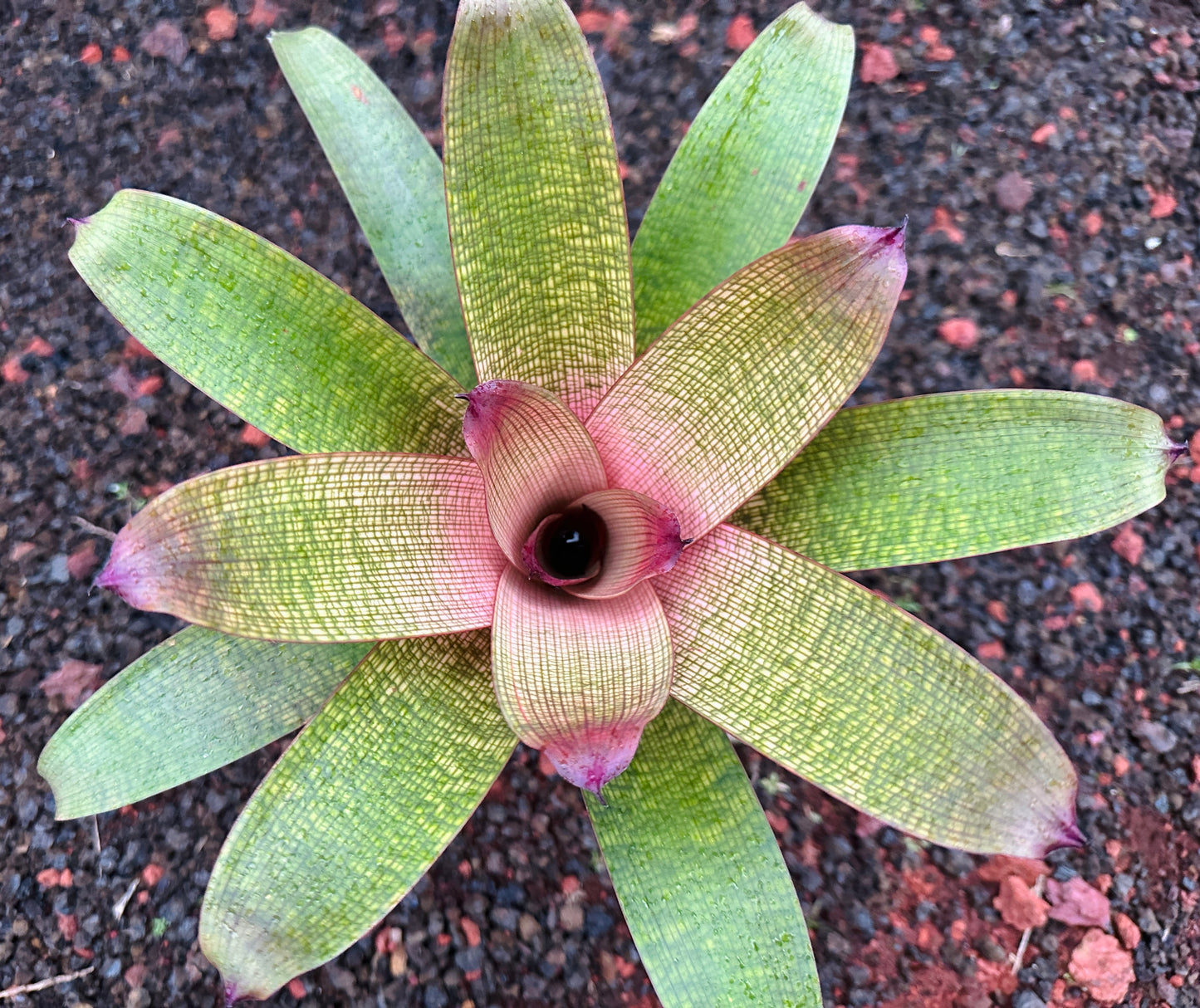 Vriesea ‘Mauna Kea’ F2
