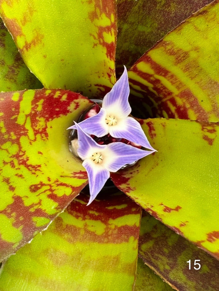 Assorted Neoregelia Minis
