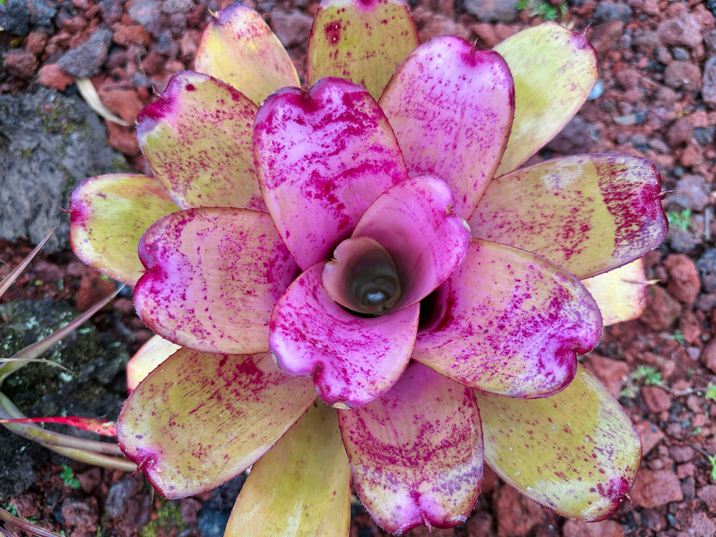 Neoregelia ‘Panaewa Princess’