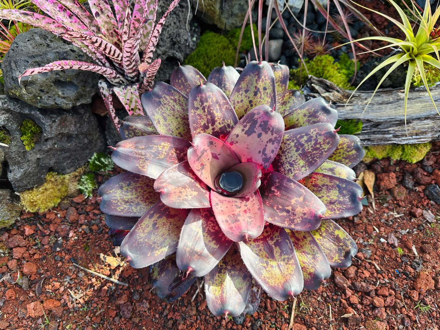 Neoregelia ‘Bruddah’