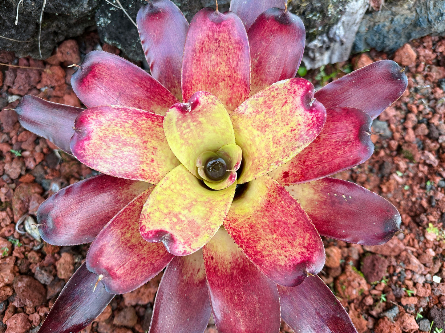 Neoregelia Gold Fever x (Carcharodon Tiger x Ornato)