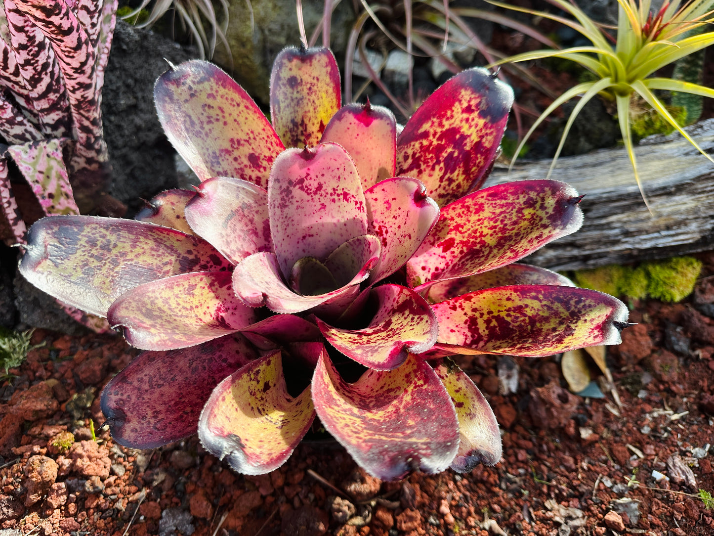 Neoregelia hybrid