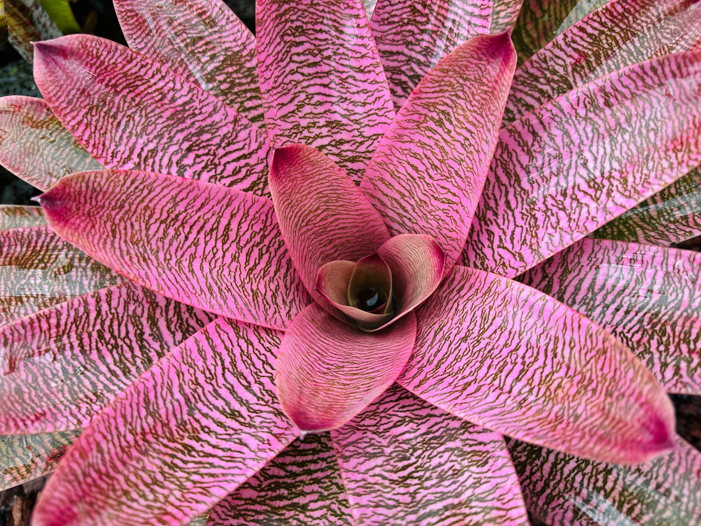 Vriesea ‘Leina’ala’ x ‘Hilo Rainbow’