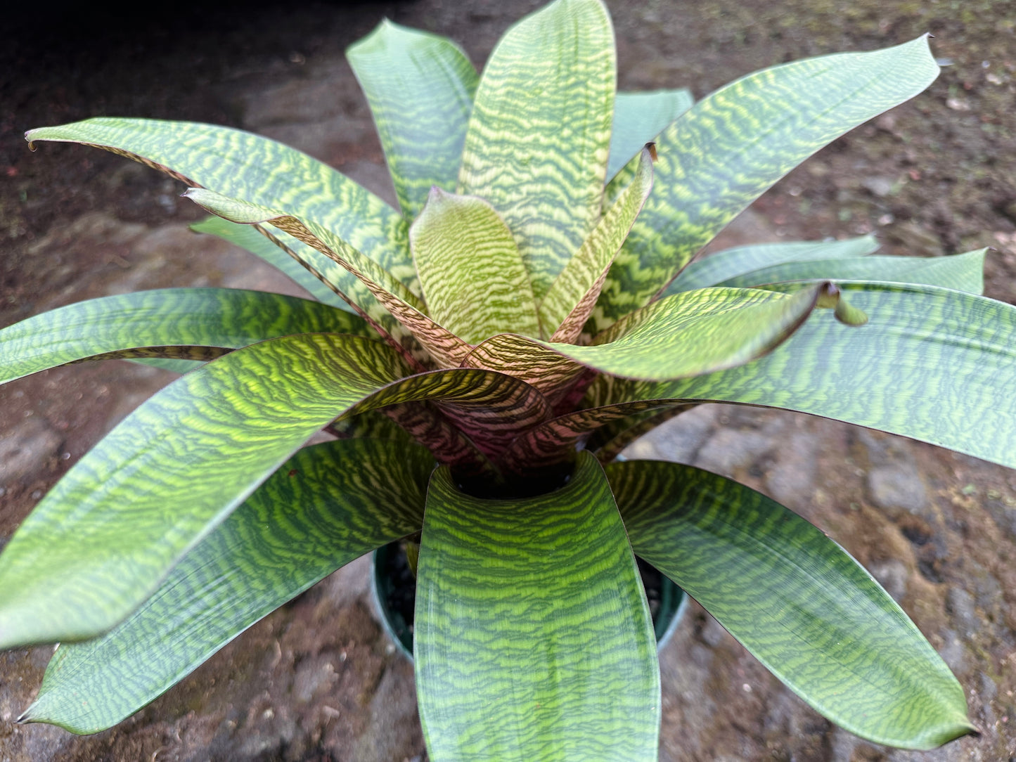 Vriesea hieroglyphica x ‘Red Dragon’