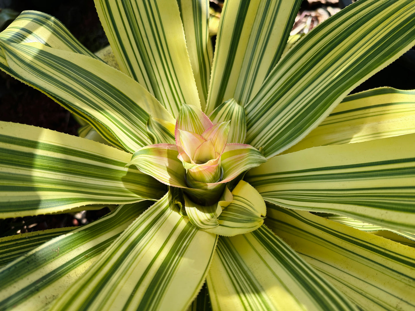 Nidularium innocentii