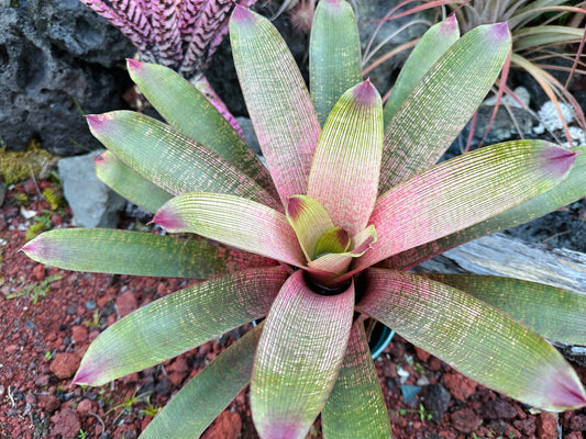 Vriesea ‘Kaumana’ x ‘Sakurai’