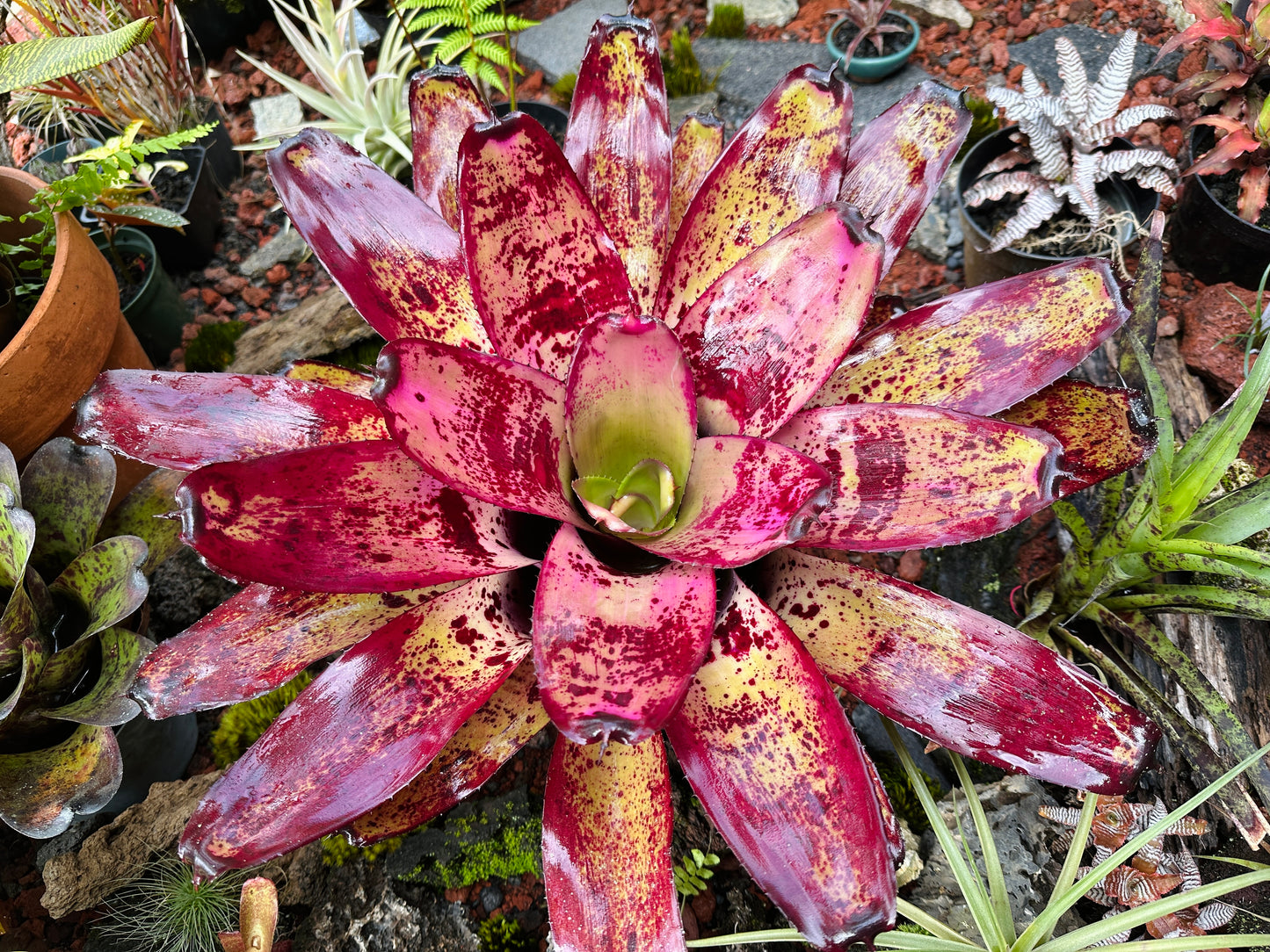 Neoregelia ‘Ninja’ x ‘Takemura Grande’