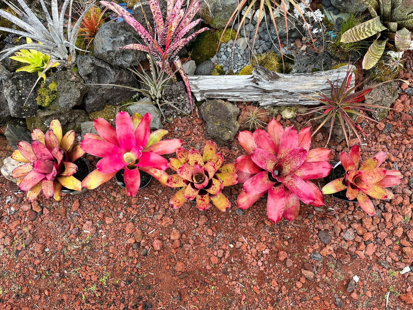 Assorted Neoregelia