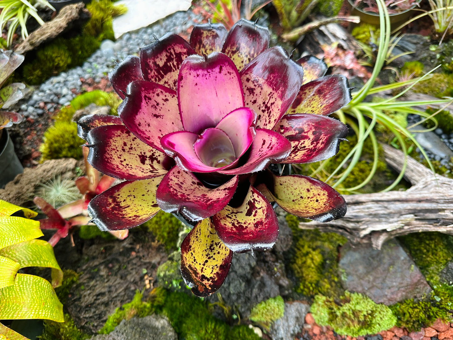 Neoregelia ‘Hawaiian Warrior’