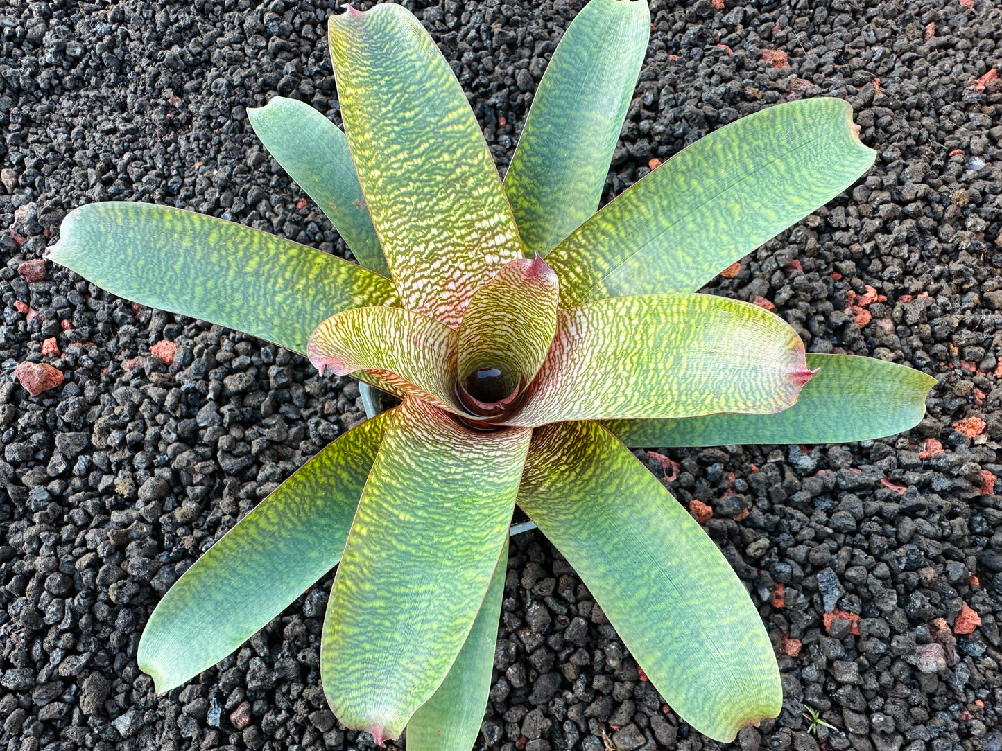 Vriesea ‘Patrice’ x ‘Tokyo Dawn’