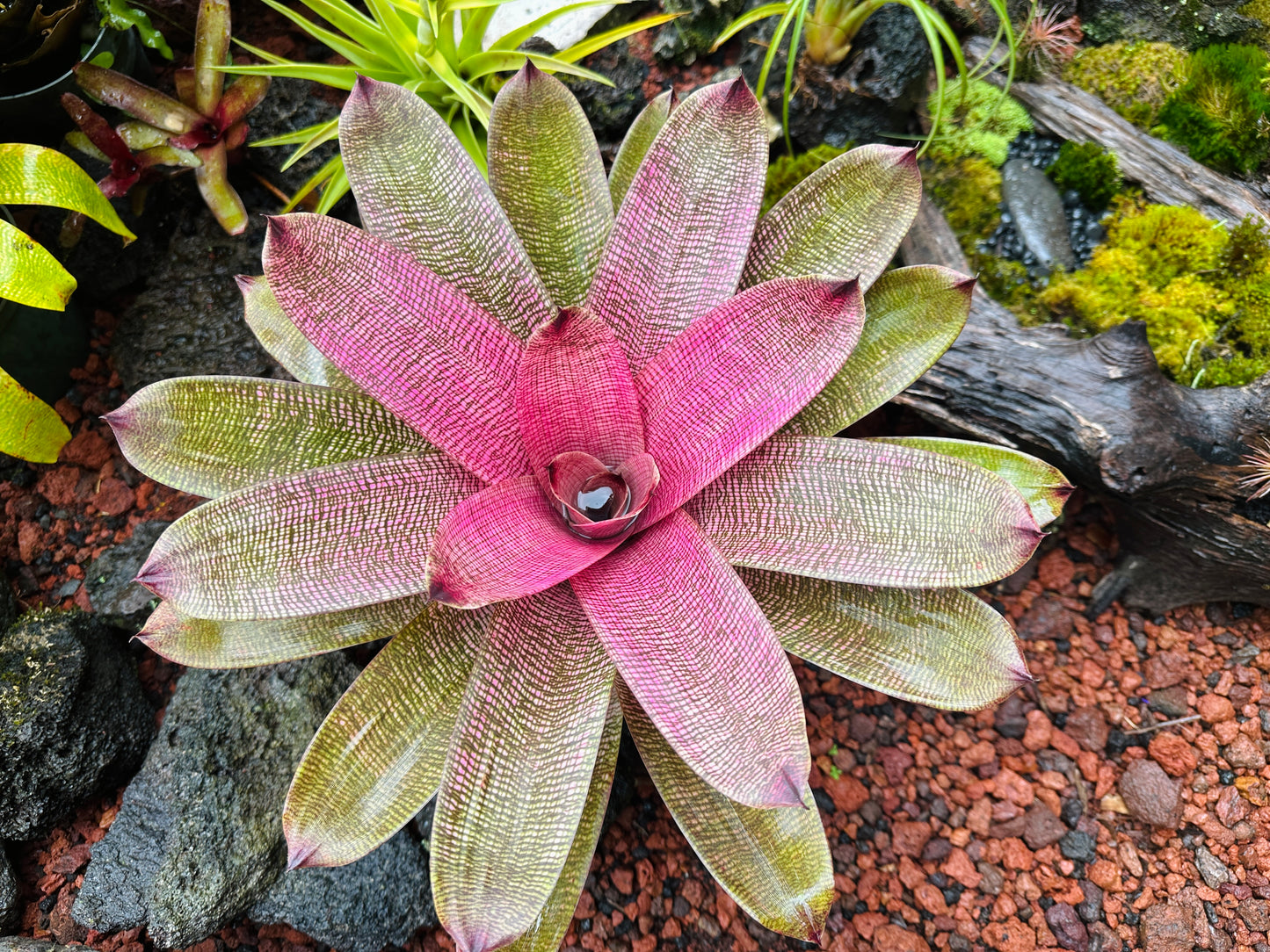 Vriesea hieroglyphica x ‘Pahoa Beauty’