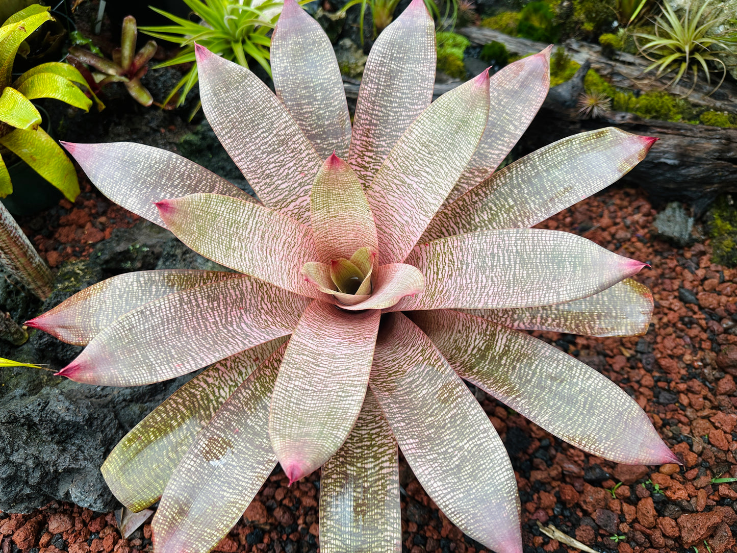 Vriesea ‘Hula Lady’