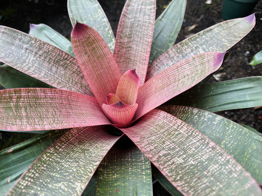Vriesea ‘Panaewa Beauty’ x ‘Winds of Mauna Kea’