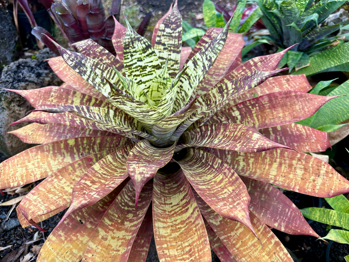 Goudaea Golden Dragon