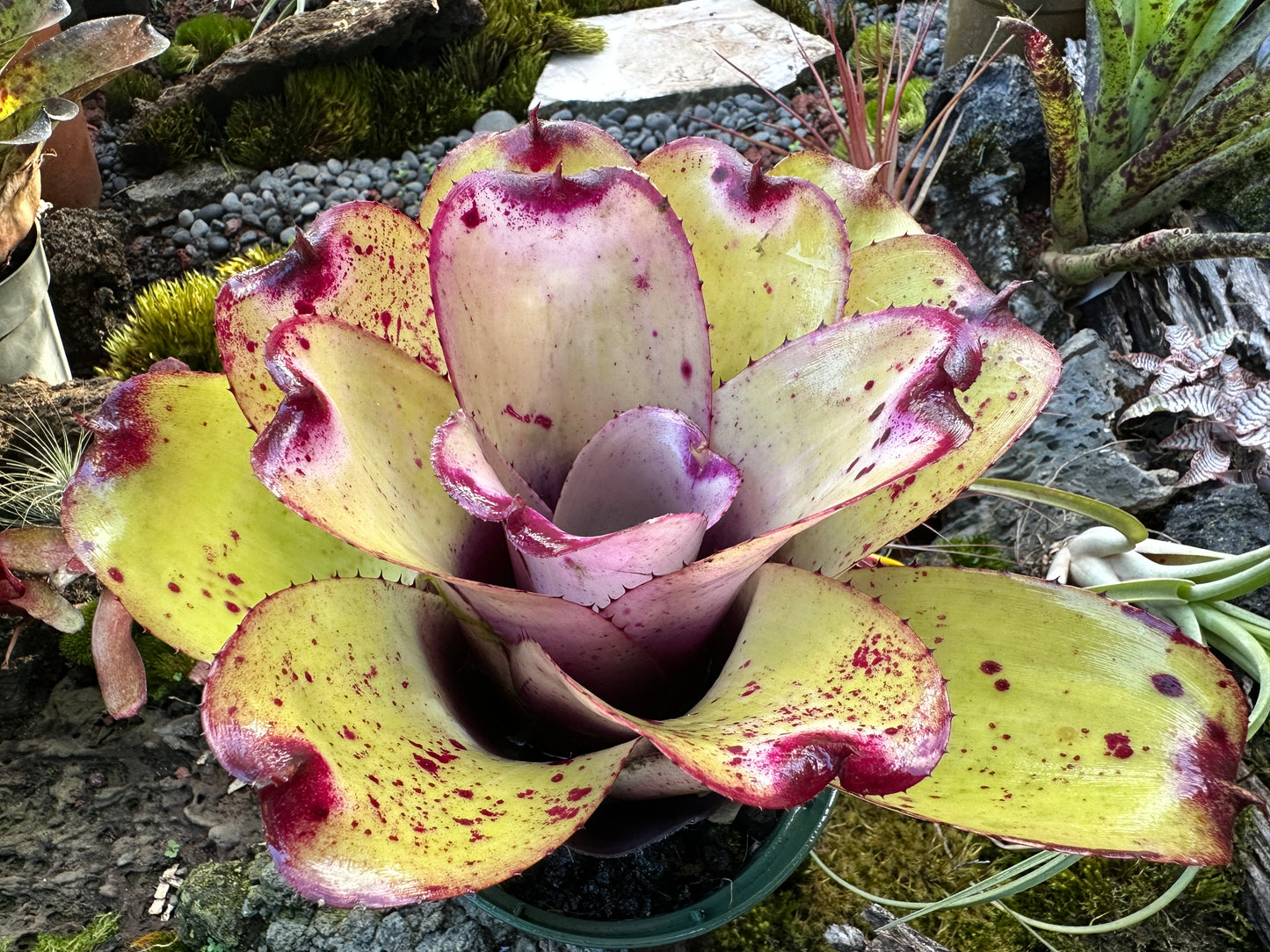 Neoregelia ‘Lilikoi’