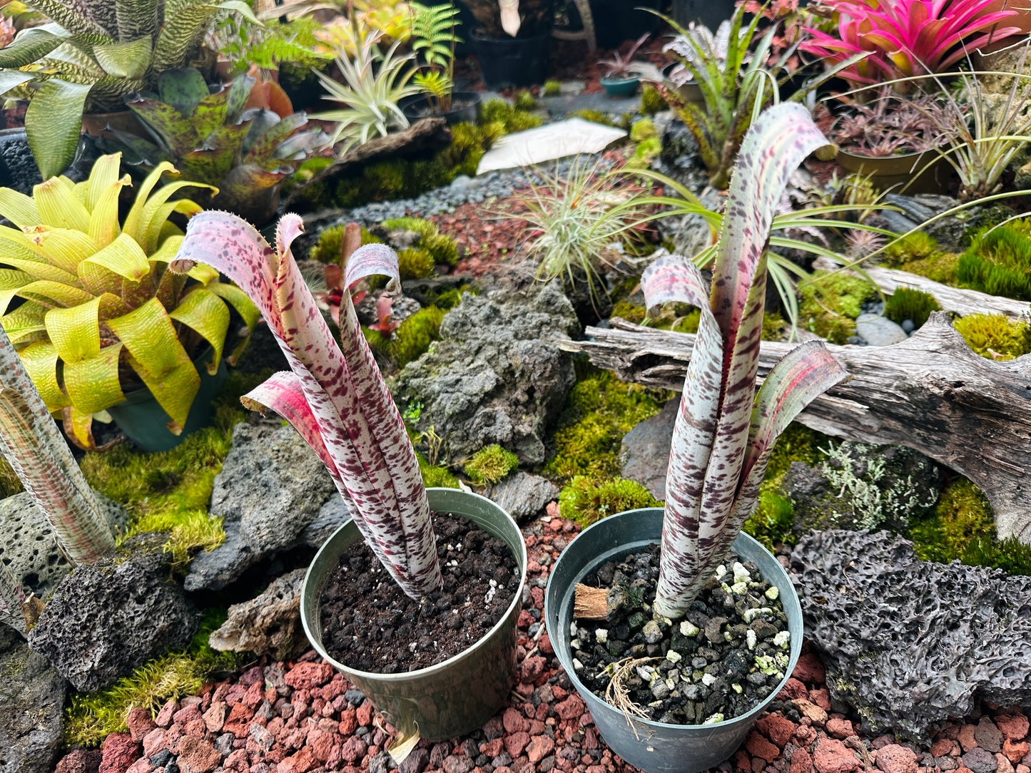 Quesnelia marmorata variegated cv. ‘Rafael Oliveira’