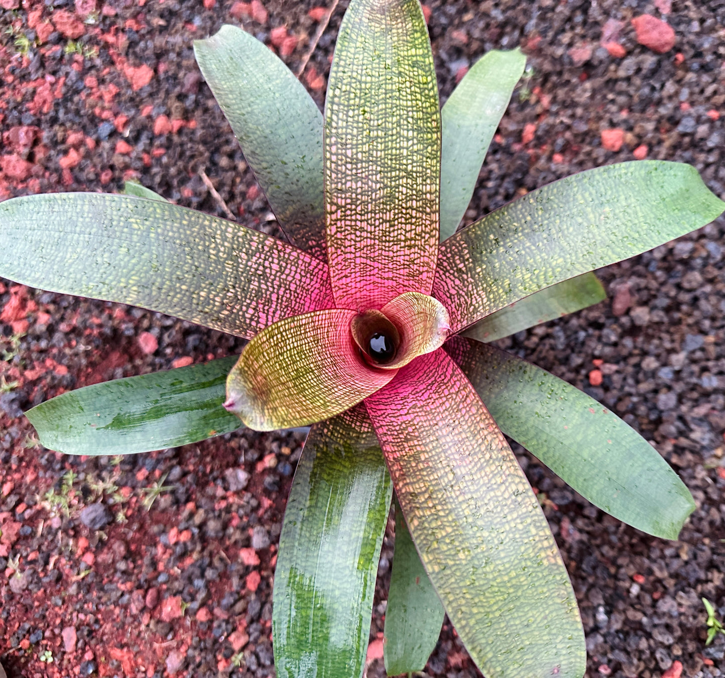 Vriese ‘Jane Higa Testa’ x ‘Big Island Passion’