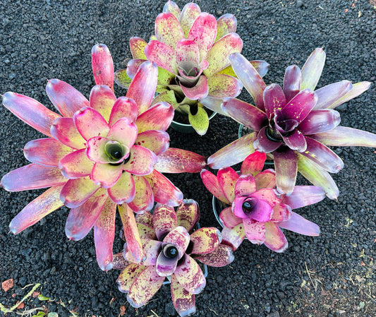 Assorted Neoregelia