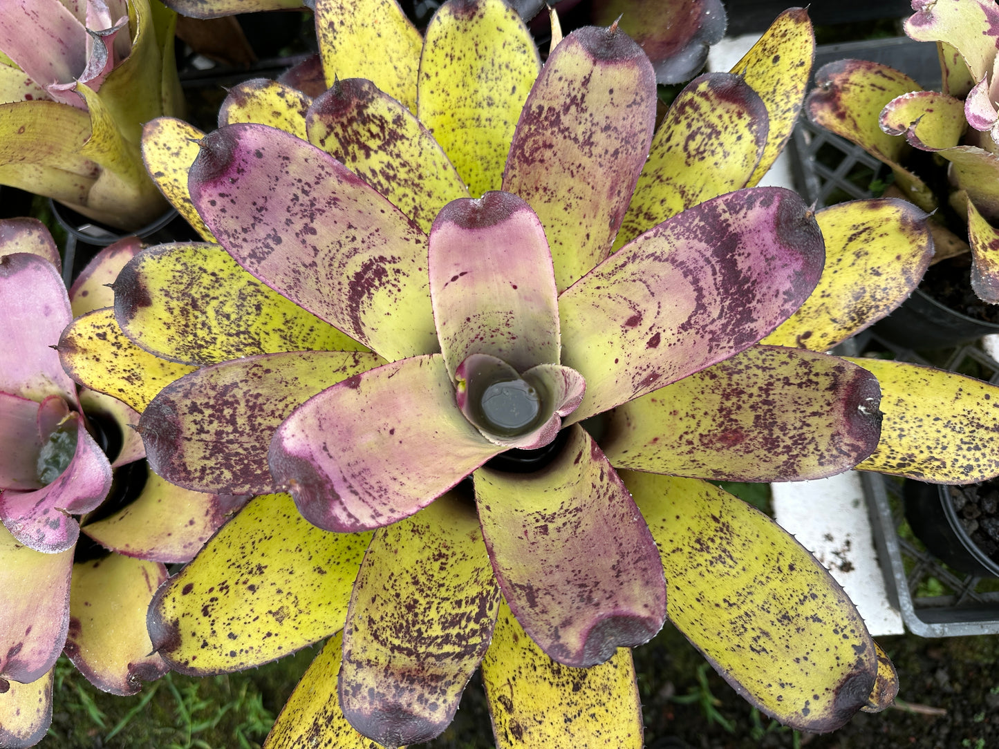 Neoregelia ‘Panaewa Rainforest’