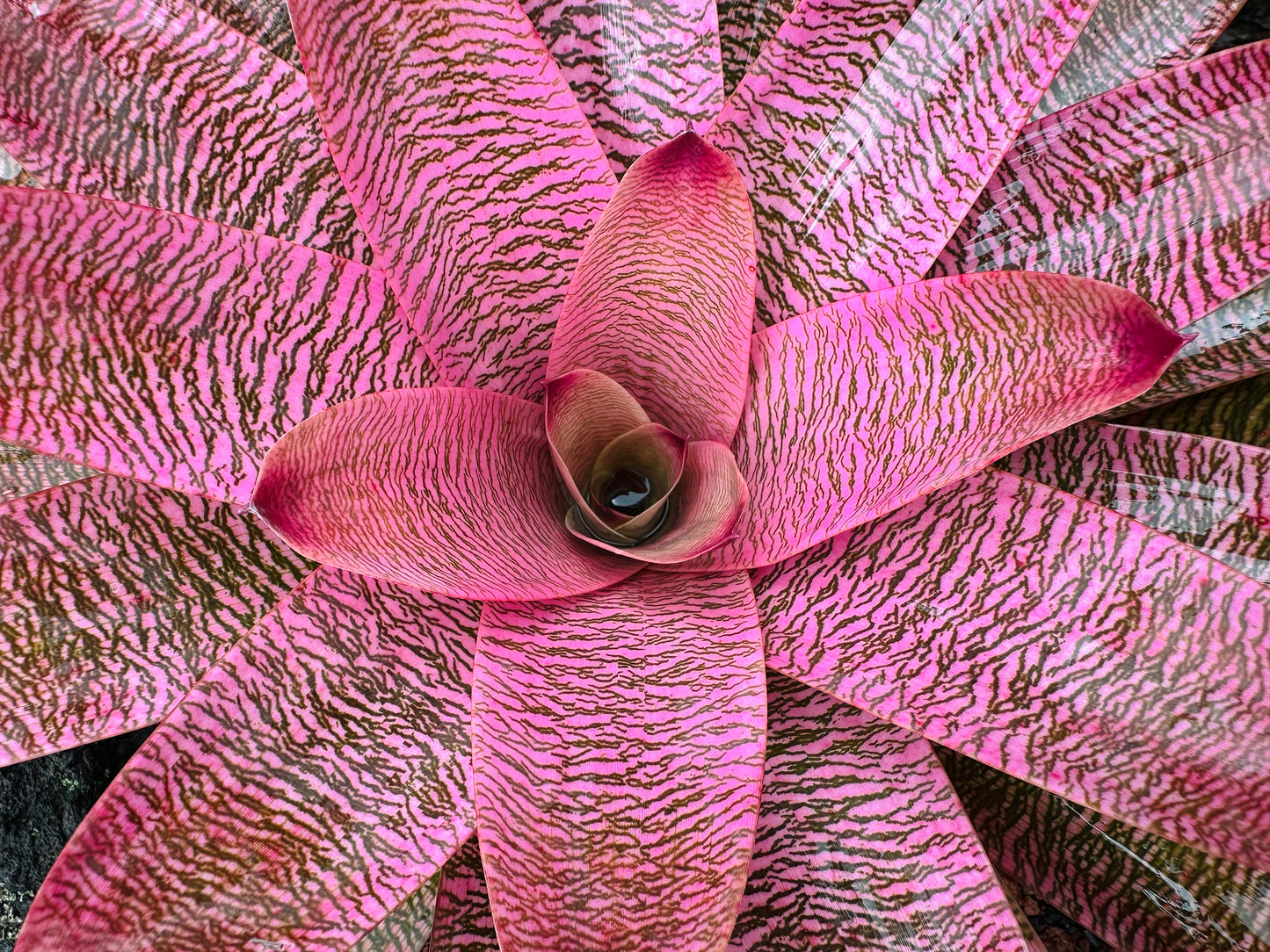 Vriesea ‘Leina’ala’ x ‘Hilo Rainbow’