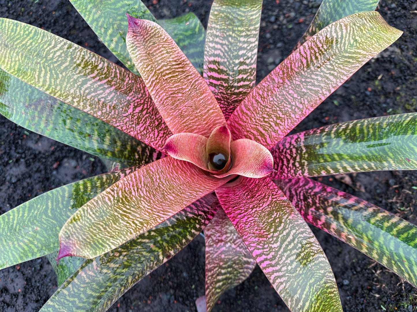 Vriesea ‘Hawaiian Pink Tiger’