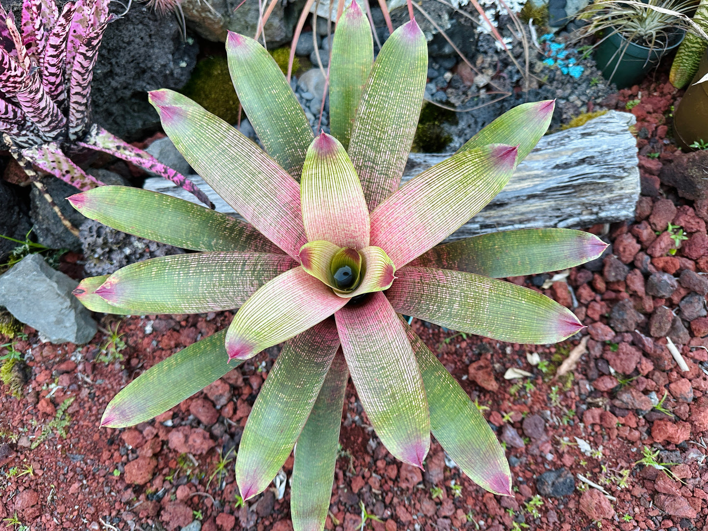 Vriesea ‘Kaumana’ x ‘Sakurai’