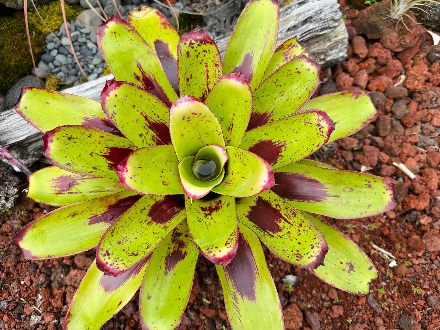 Neoregelia ‘Painted Delight’