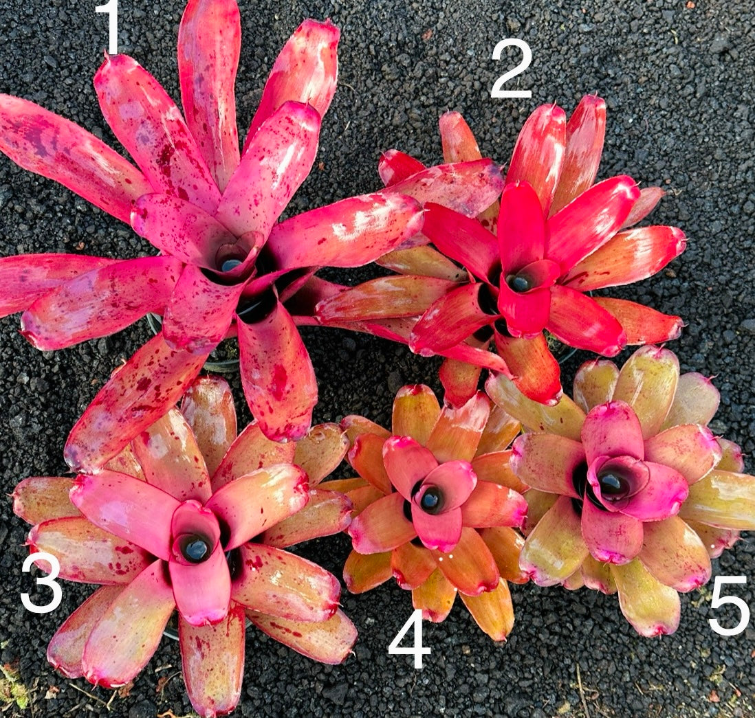 Assorted Neoregelia