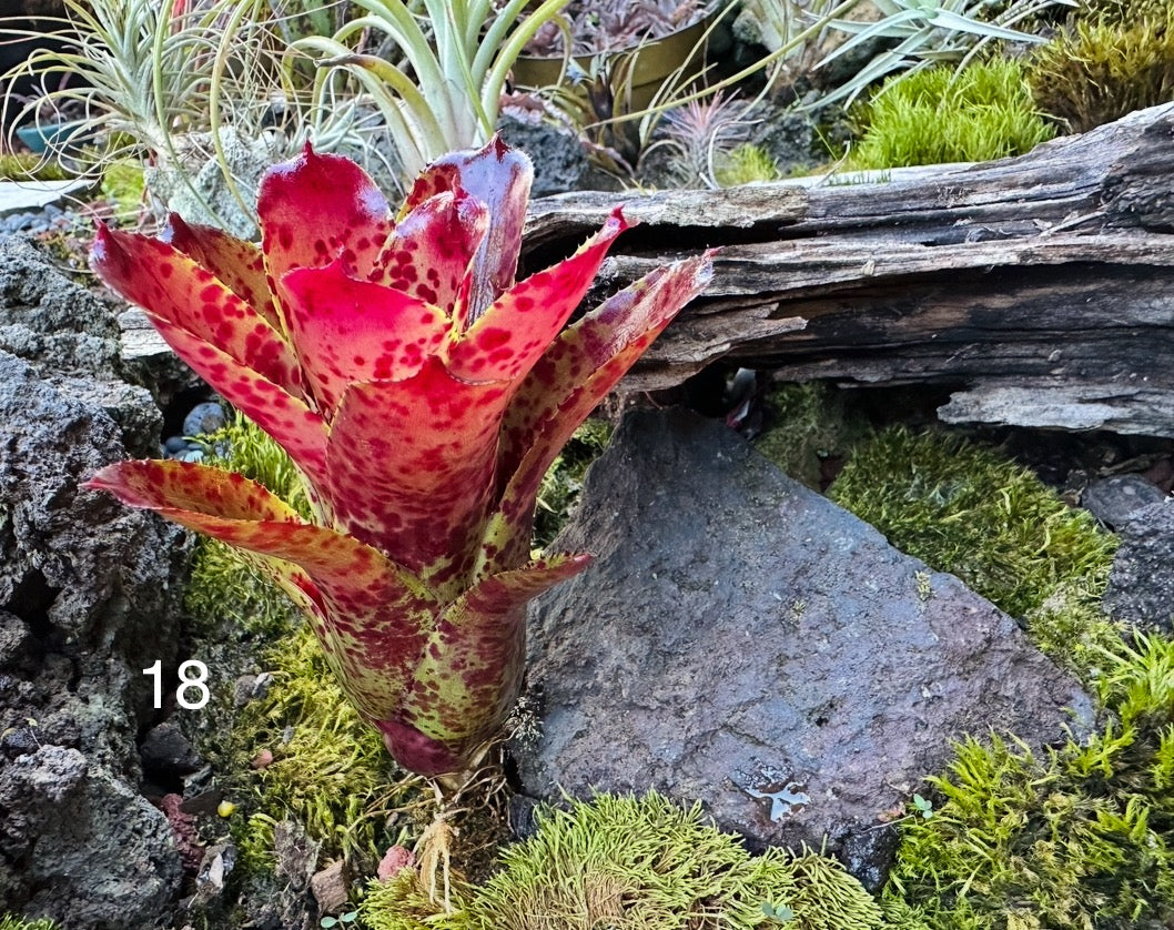 Assorted Neoregelia Minis