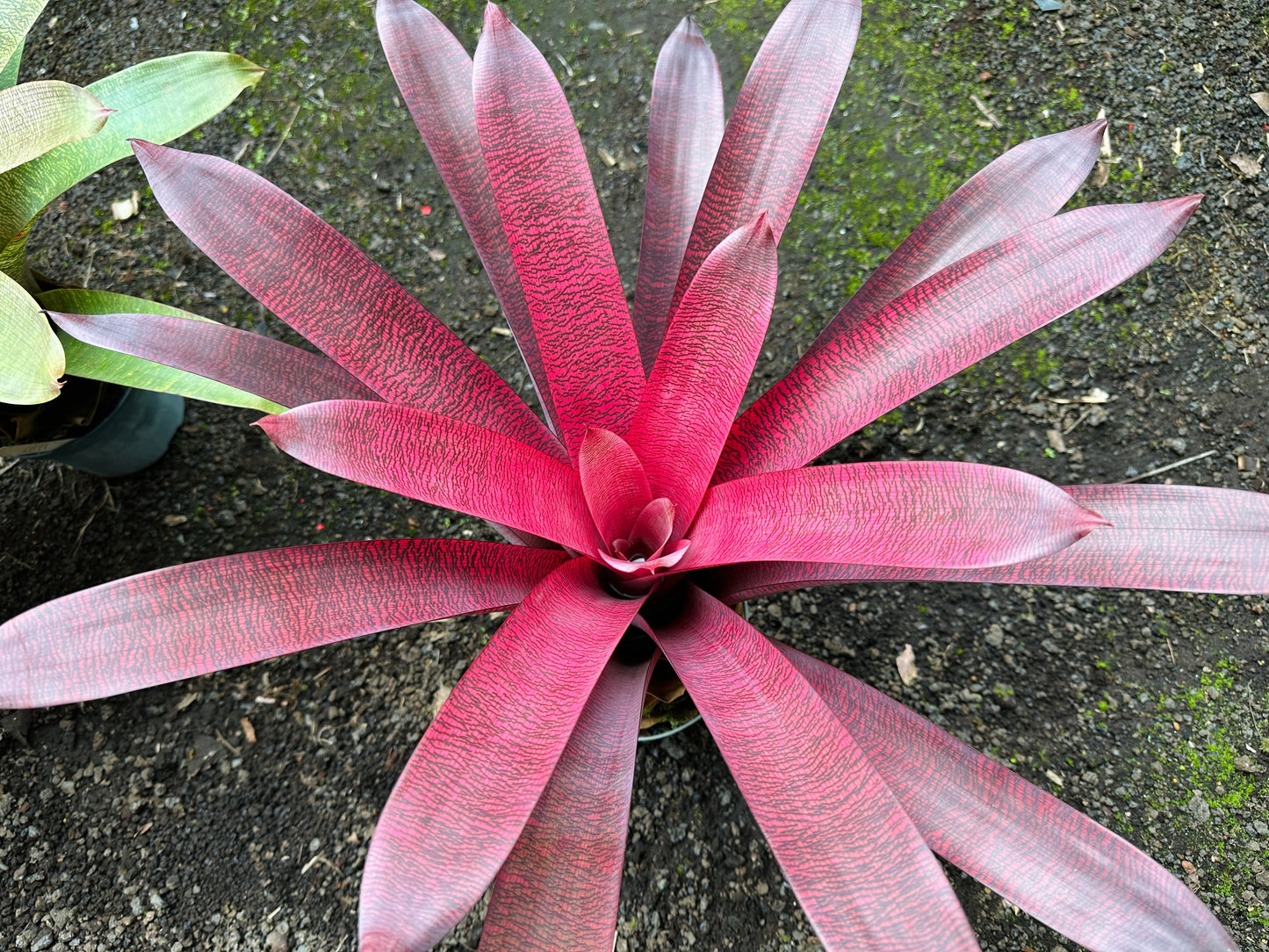 Vriesea ‘Patrice’ x ‘Hawaiian Ruby’