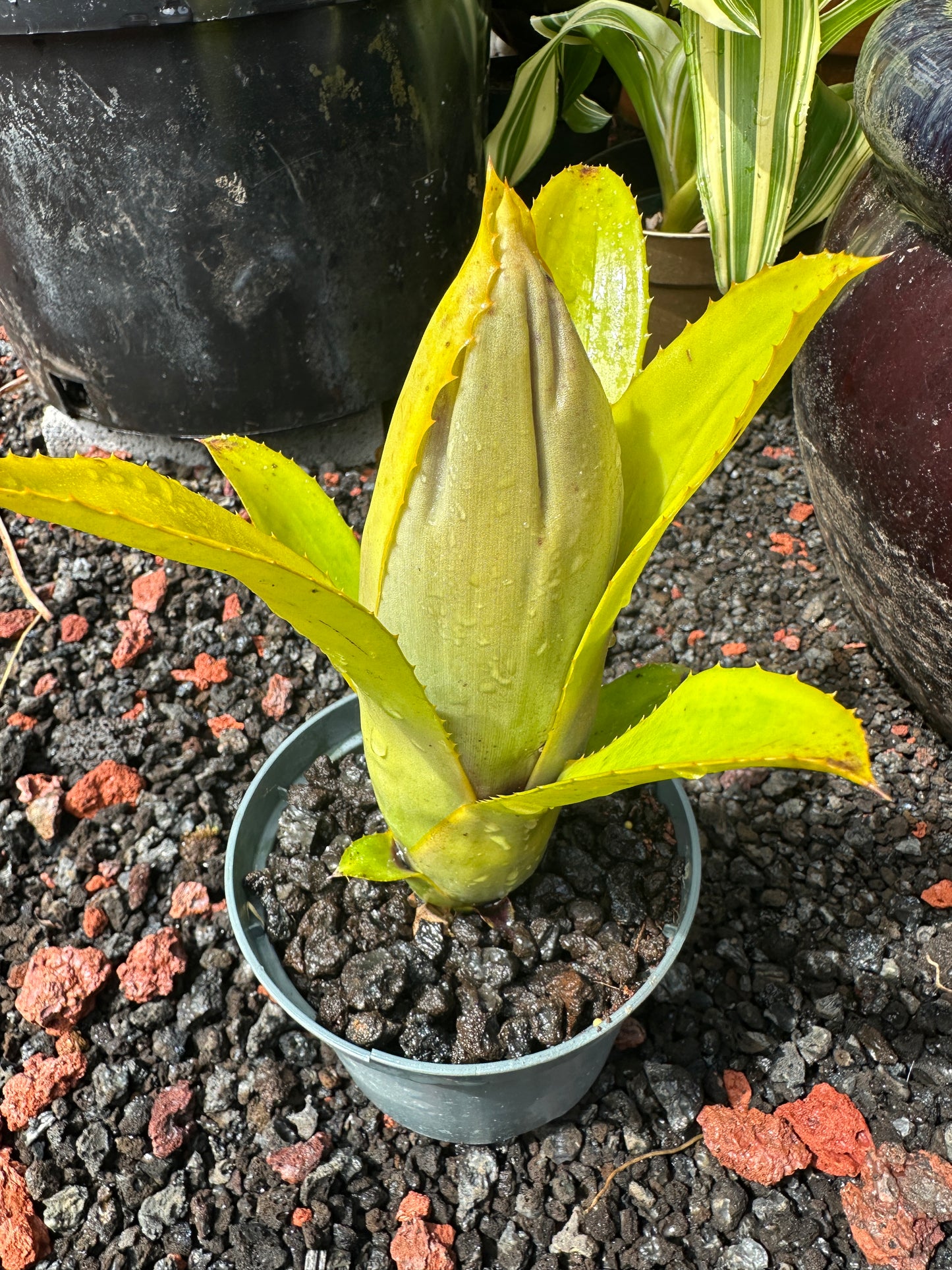 Aechmea brassicoides