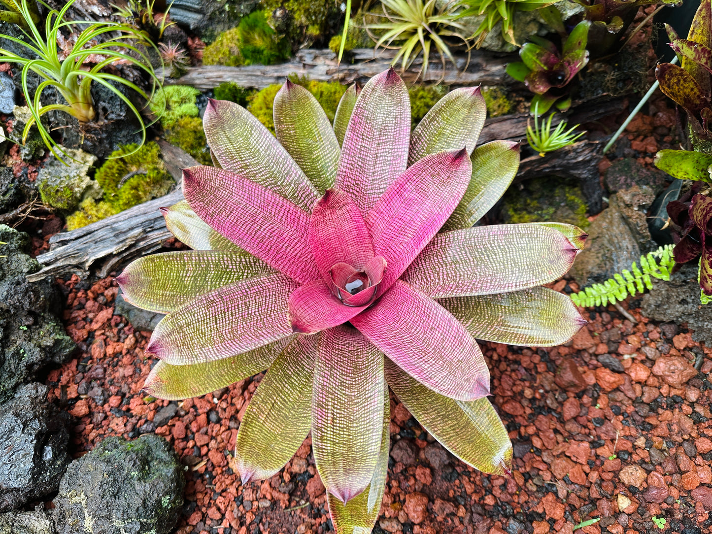Vriesea hieroglyphica x ‘Pahoa Beauty’