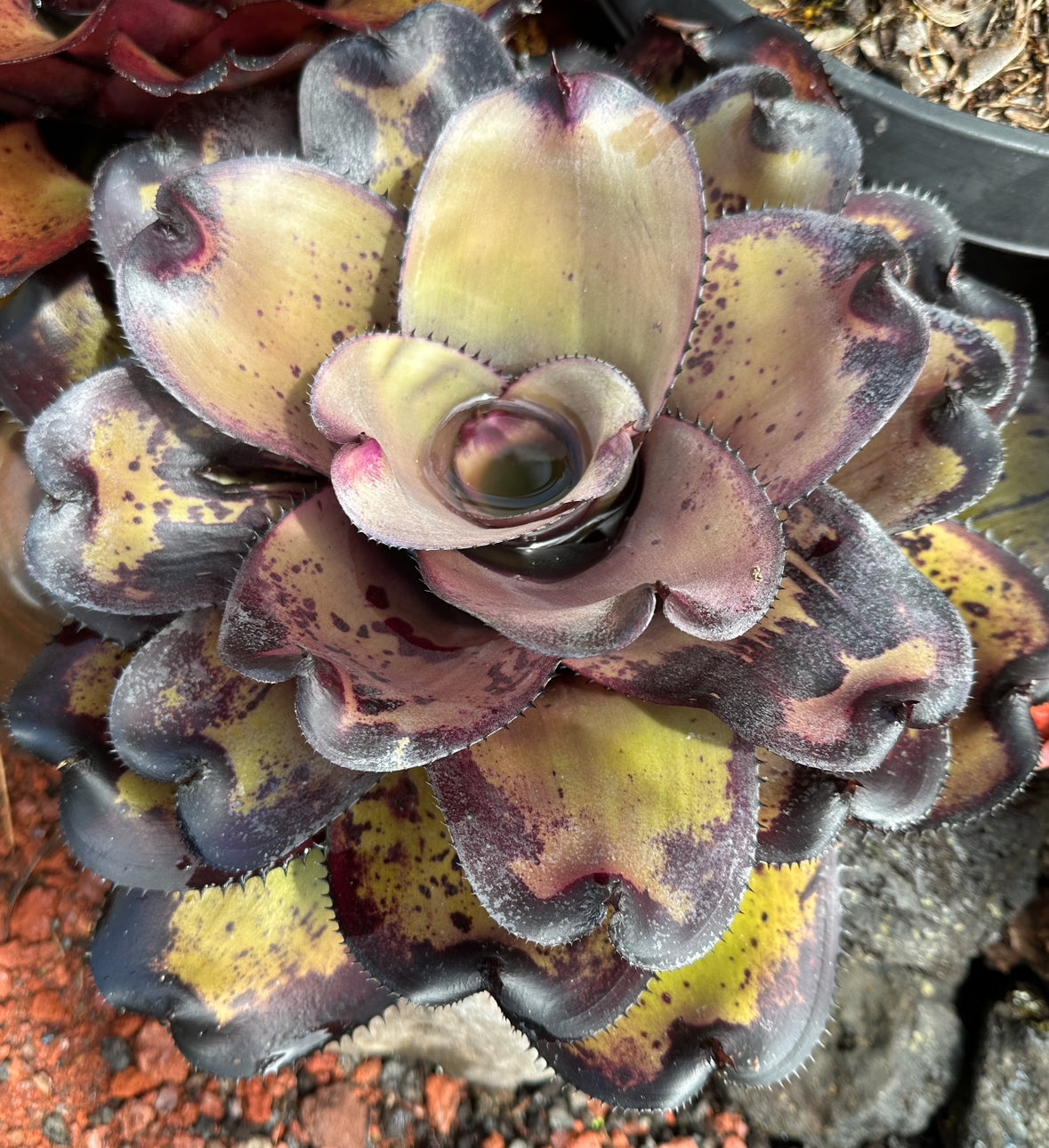 Neoregelia ‘Midnight Ninja’