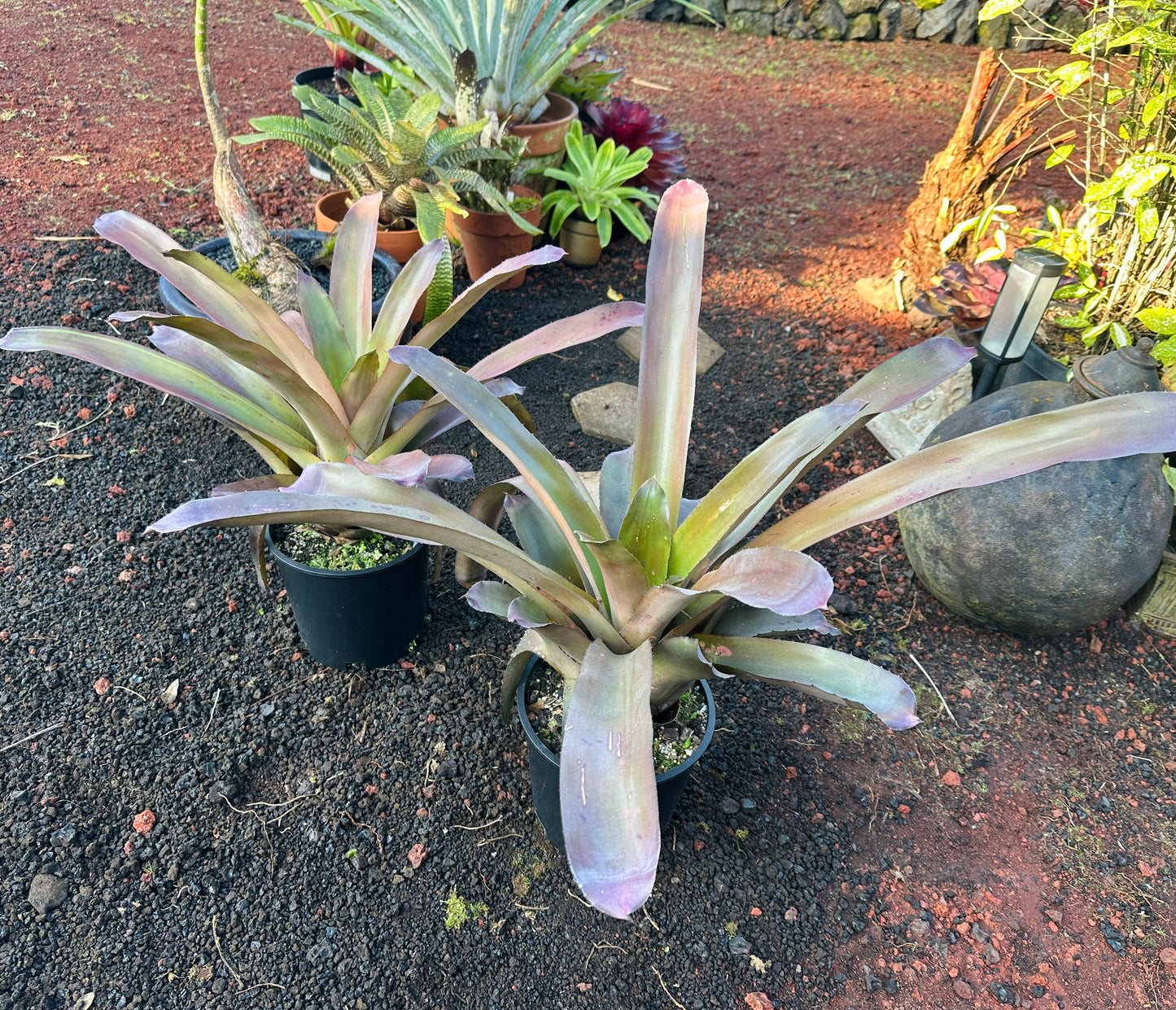 Hohenbergia ‘Mini Kena’