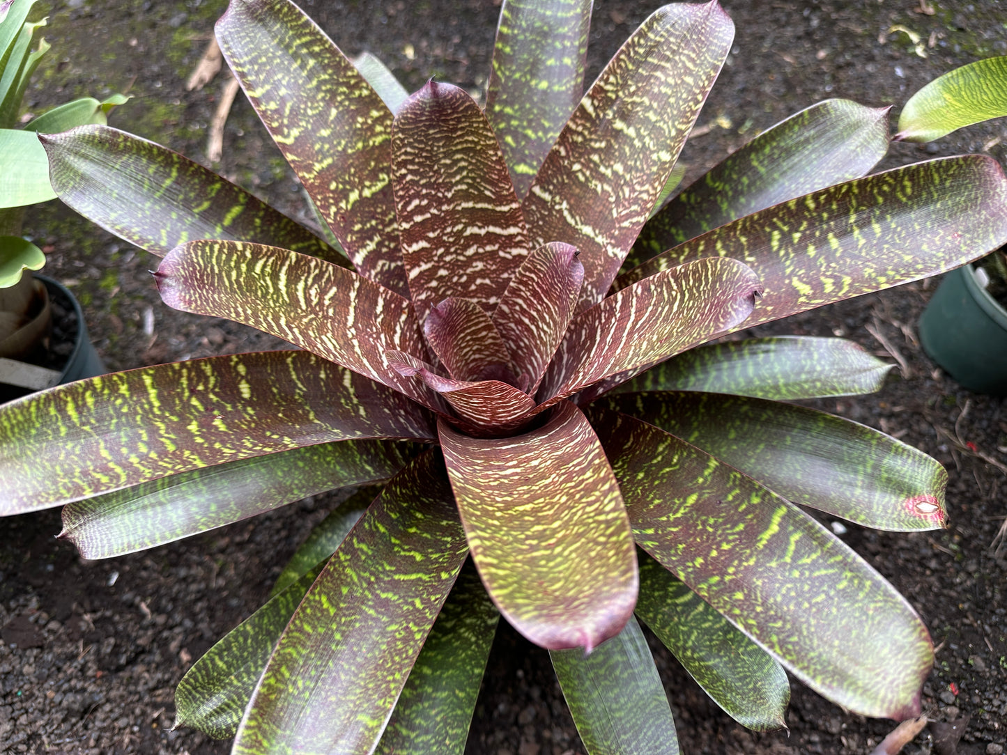 Vriesea ‘Patrice’