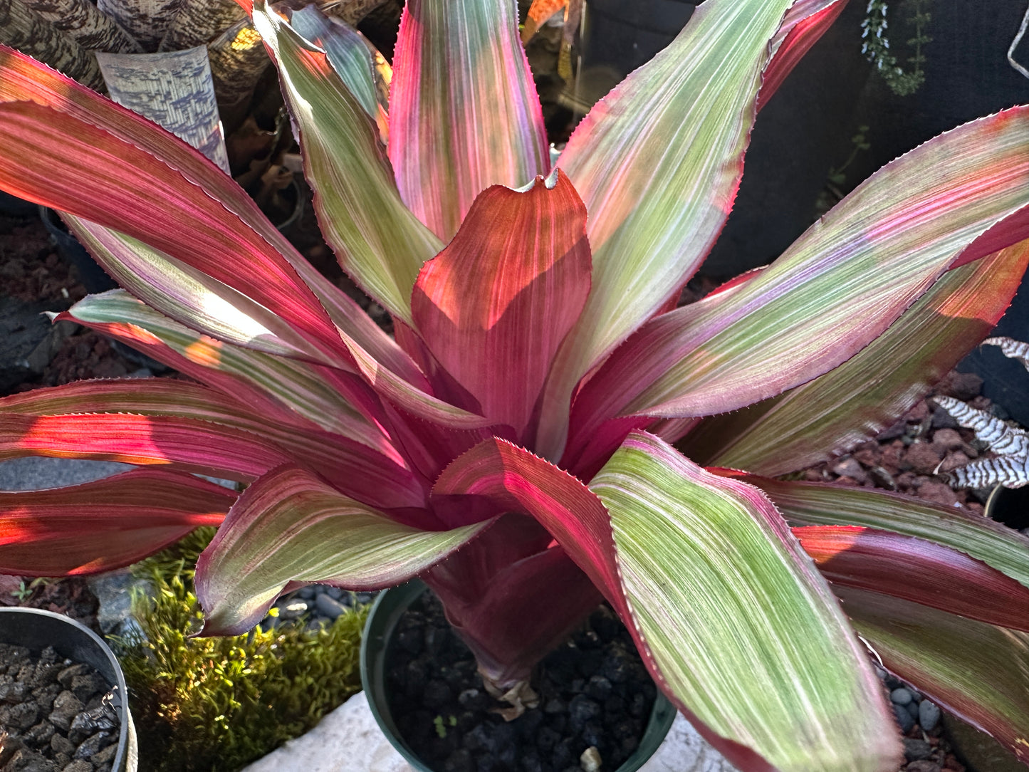 Nidularium ‘Ruby Lee’