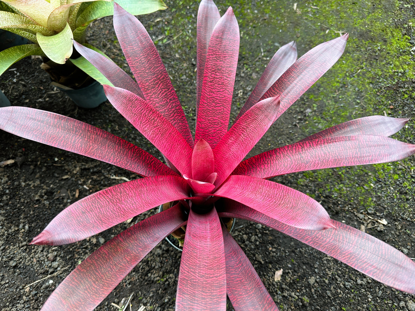 Vriesea ‘Patrice’ x ‘Hawaiian Ruby’