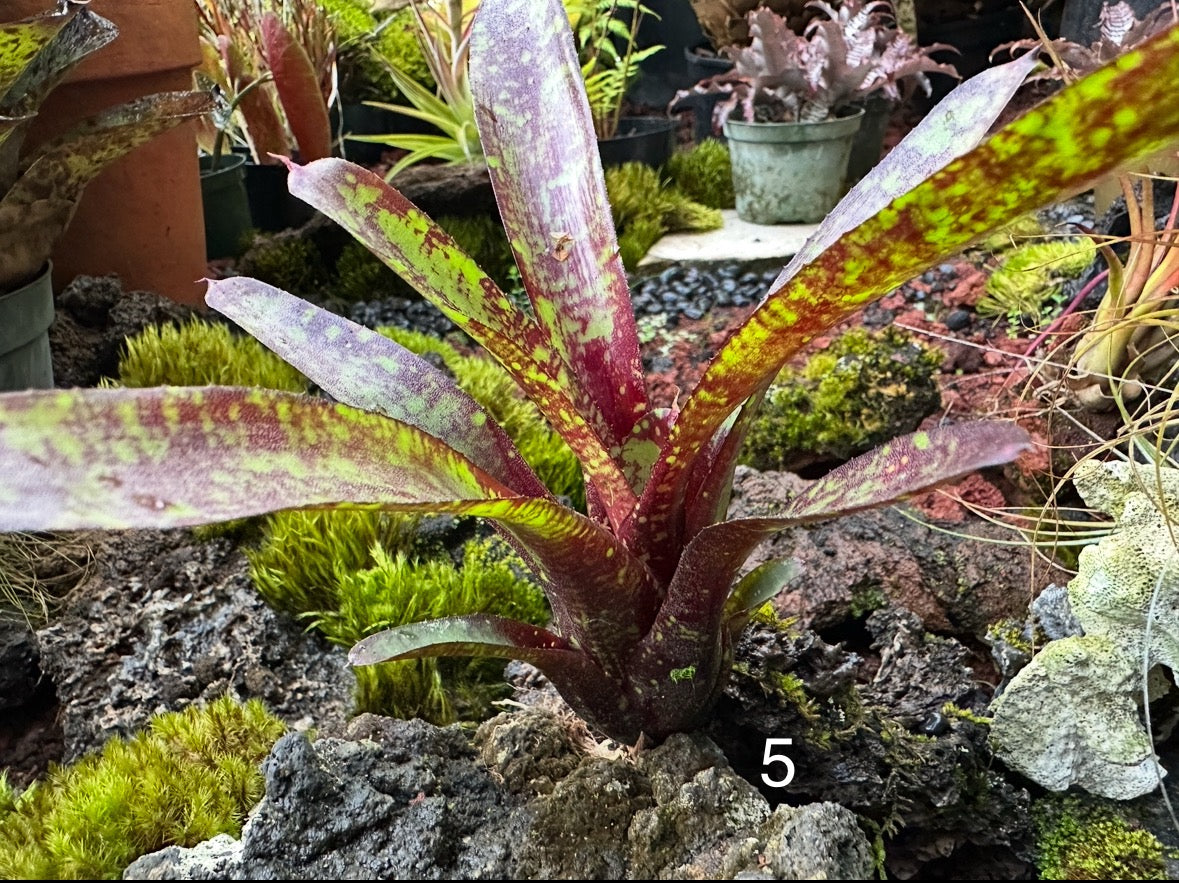 Assorted Neoregelia Minis