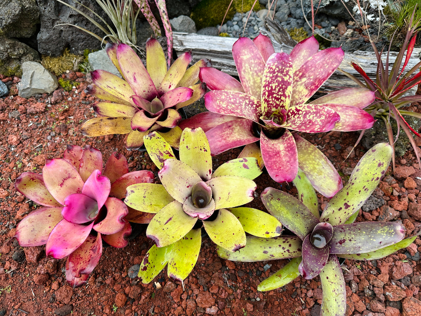 Assorted Neoregelia