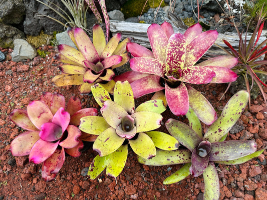 Assorted Neoregelia