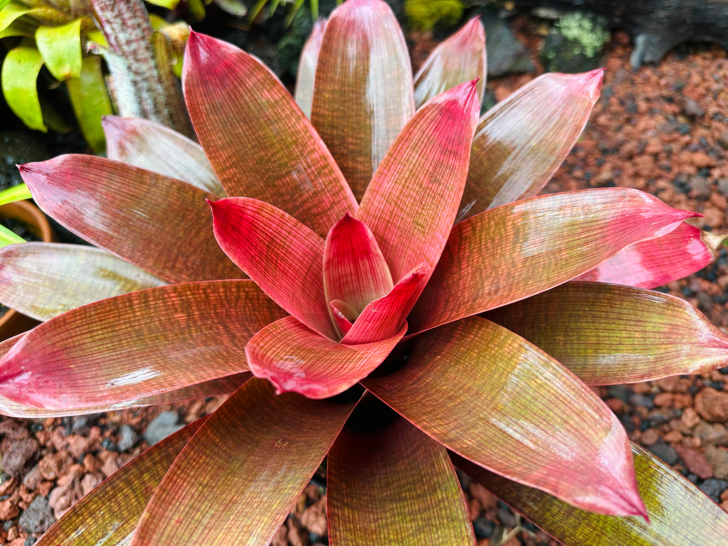 Vriesea ‘Ku’ulei’ cv. ‘Ula’ula